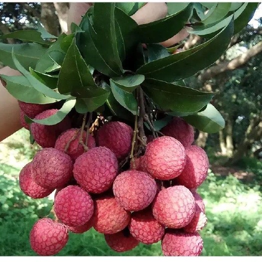 广州荔枝 从化南平淮枝，一村一品，果大核小，一手资源，产地直销