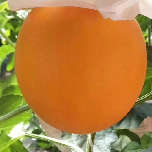 莘县久红瑞甜瓜 久红瑞 久瑞红 红瓜 黄河蜜香瓜主产地 欢迎各大