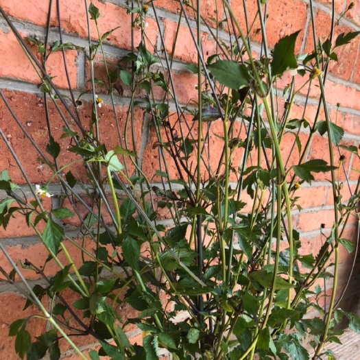 南平 鬼针草