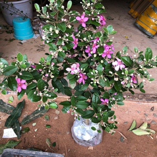 灵山县果树苗 捻子苗 桃金娘苗 盆栽苗 南北方种植当年结果