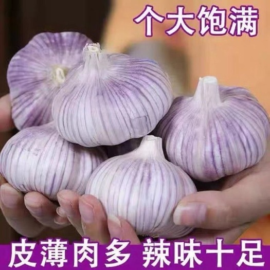 元江县紫皮蒜  紫白皮蒜 山东大蒜新干蒜大蒜头批发5斤大蒜头紫白皮