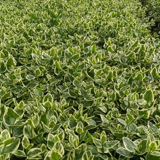 长春花 花叶蔓长春 产地直供 大量从优 自产自销 苗木花卉