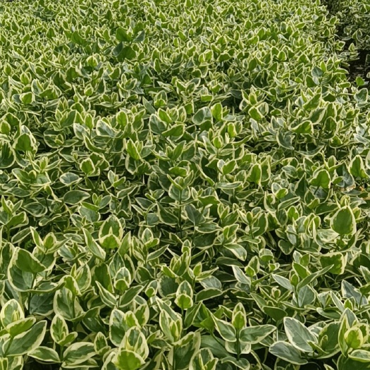 宜良县长春花 花叶蔓长春 产地直供 大量从优 自产自销 苗木花卉