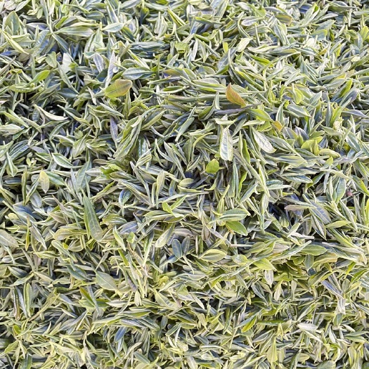 信阳毛尖茶 口粮茶 口粮茶 口粮茶芽一叶 信阳毛尖
