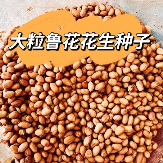 永济市鲁花花生种子 白沙 去年新种子手刨牙率好产量高出油多