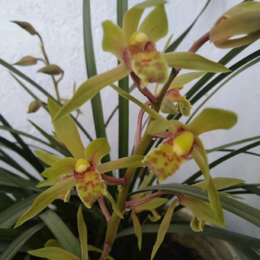 安陆市春兰 春暖花开蝴蝶自来