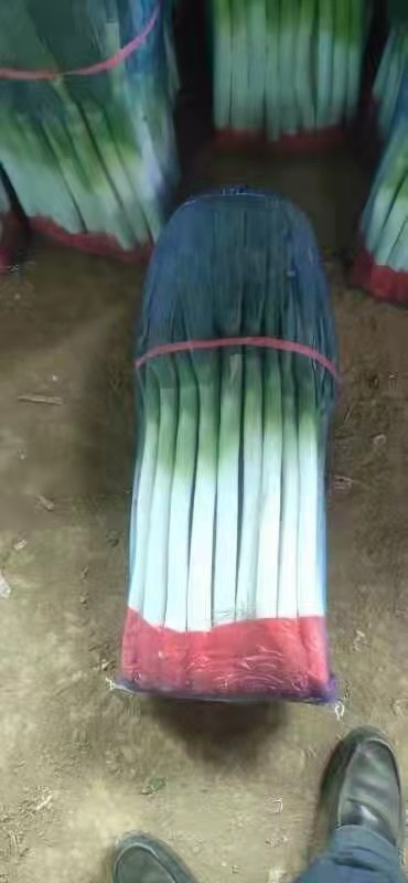 平度市 铁杆大葱