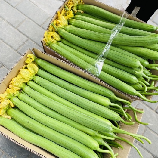 东海县 鲜花丝瓜
