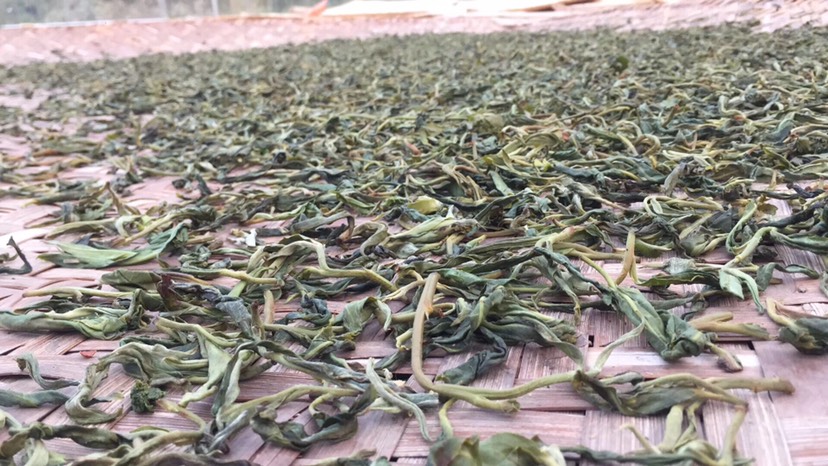 古树茶 勐宋 滑竹梁子 古树普洱茶