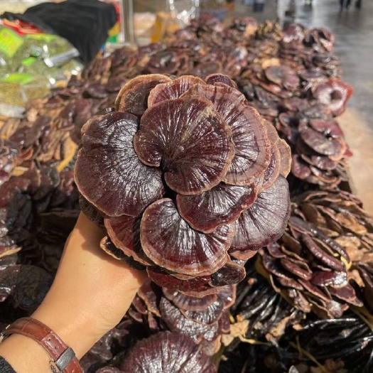 赤灵芝 竹灵芝