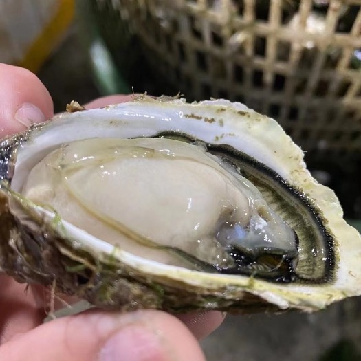 饶平县 烧烤蚝￼~珍珠蚝~有全壳~半壳￼井州原产地直发￼