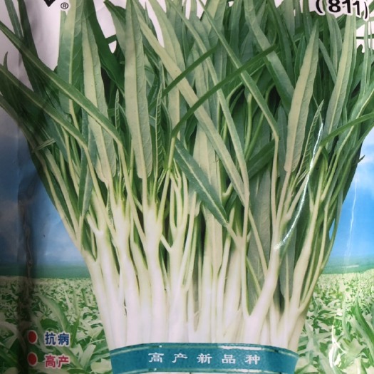 平远县白梗柳叶空心菜种子 四季通心菜种子 产量好 细叶中熟 高纯度
