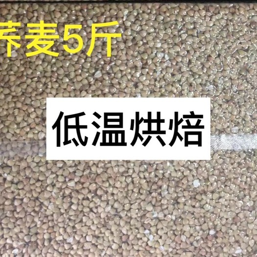 成都甜荞 熟荞麦低温烘焙五谷杂粮磨粉豆浆原料