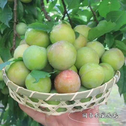 漳浦县青脆李   李子三月李孕妇水果