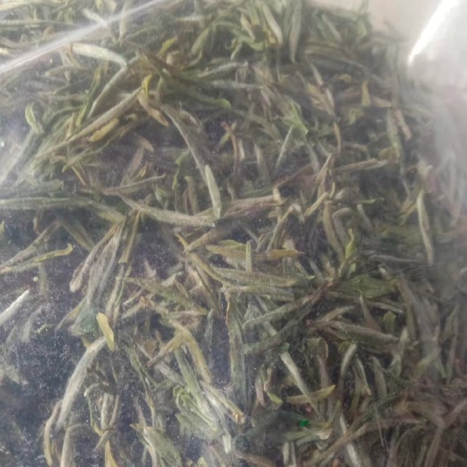 大悟县毛尖茶 2022年春茶