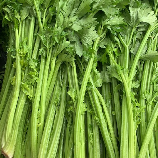 商河县水芹 蔬菜。芹菜