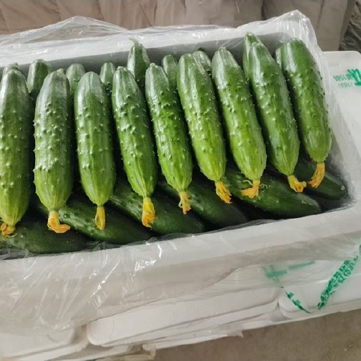 绥中县旱黄瓜 精品旱瓜