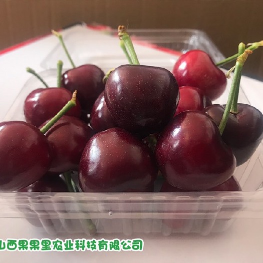 晋中美早樱桃 美早大樱桃3j新鲜好货基地直供