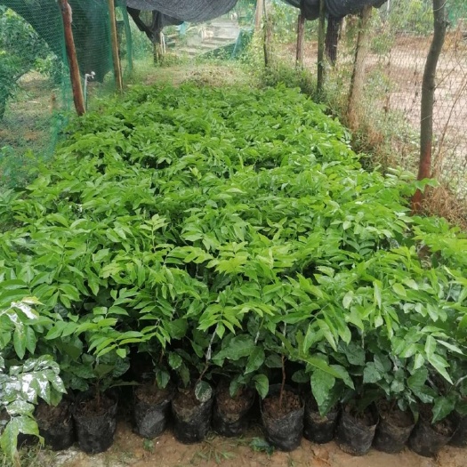 廉江市贵妃黄皮果苗 贵妃黄皮苗，贵妃原产地，产量高，味道好，