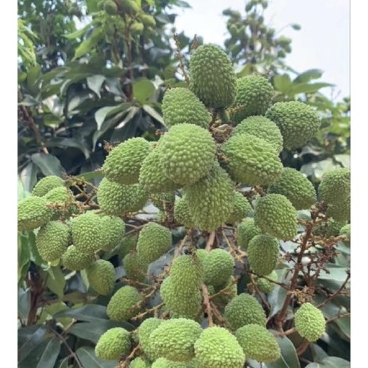 海口妃子笑荔枝 海南妃子笑