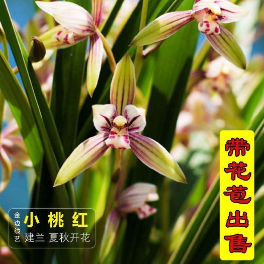 南靖县全部带花苞正品兰花建兰四季兰金边小桃红原生种浓香盆栽免邮