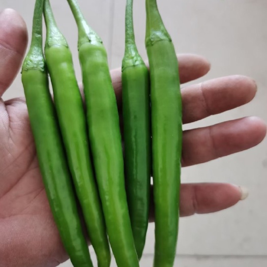 绥中县精品杭椒降价啦