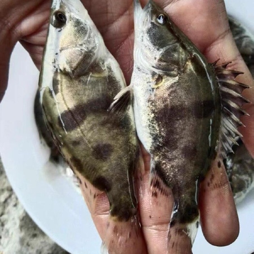 桂花鱼 鳜鱼苗 翘嘴桂 肉食性淡水活体养殖 益