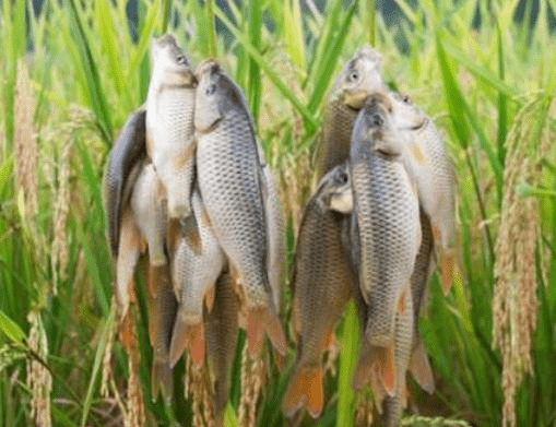 榕江县批发稻花鱼苗   金背鲤鱼苗，支持货到付款