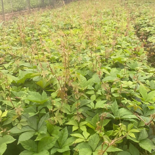 昆明 大量出售爬山虎