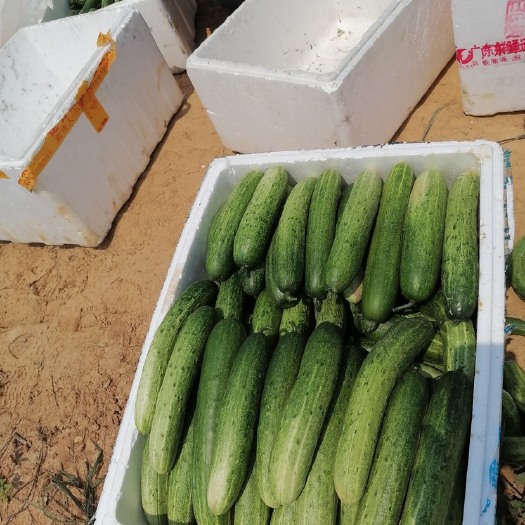 遂川县 新鲜黄瓜出炉啦！