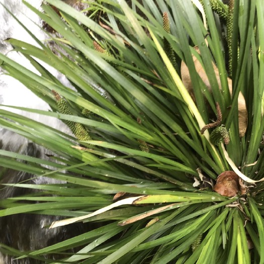 乐昌市 石菖蒲苗￼