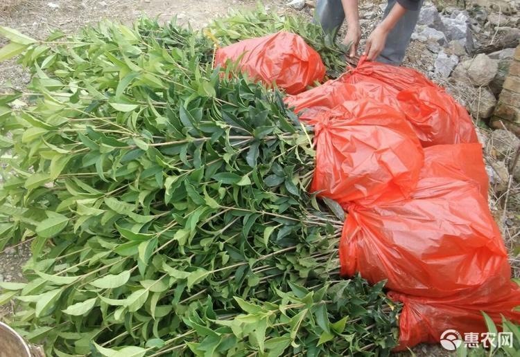 长沙金桂 桂花树