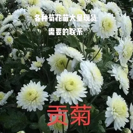 鹿邑县黄山贡菊苗大量出售有需要的提前预售了