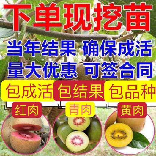 上海金红猕猴桃苗  红心、绿心、黄心猕猴桃树苗包品种、包结果