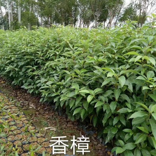 漳州 小叶香樟苗