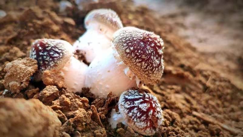 商河县赤松茸，大球盖菇，留兰香秸秆培育，营养价值高，香甜滑嫩
