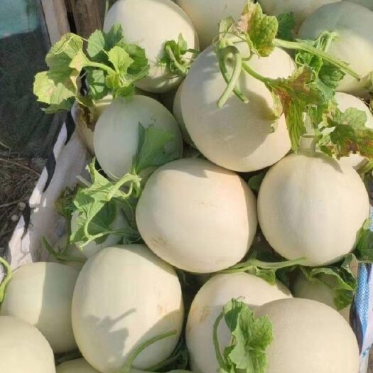 上海浦东直发新鲜玉菇甜瓜甘甜可口果肉细腻甜瓜