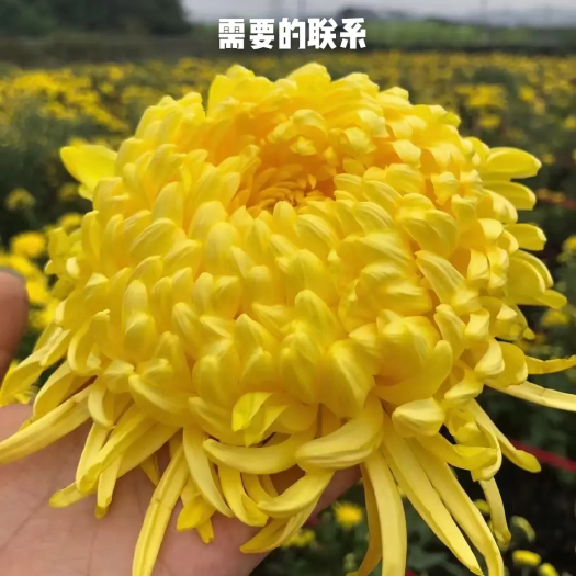 鹿邑县菊花苗 黄山贡菊苗陶菊苗金丝皇菊苗七月菊苗婺源皇菊苗老根苗插