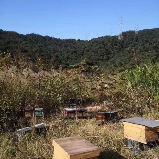 广州纯正蜂蜜