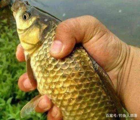 淮安黄金鲫