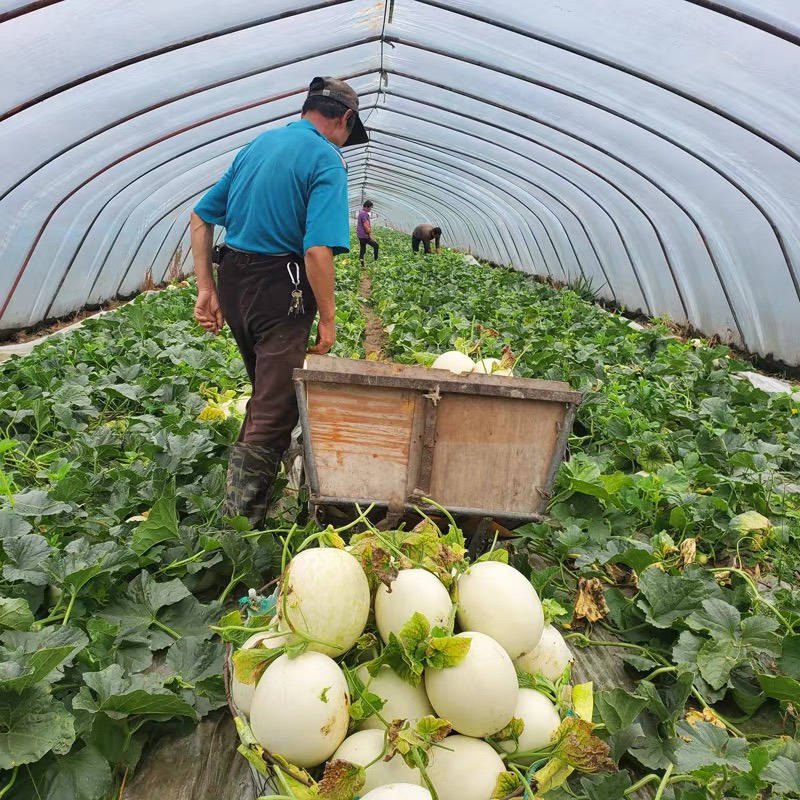 海南玉菇瓜甜特产青皮绿肉新鲜蜜瓜香瓜绿宝水果山东包邮当季整箱