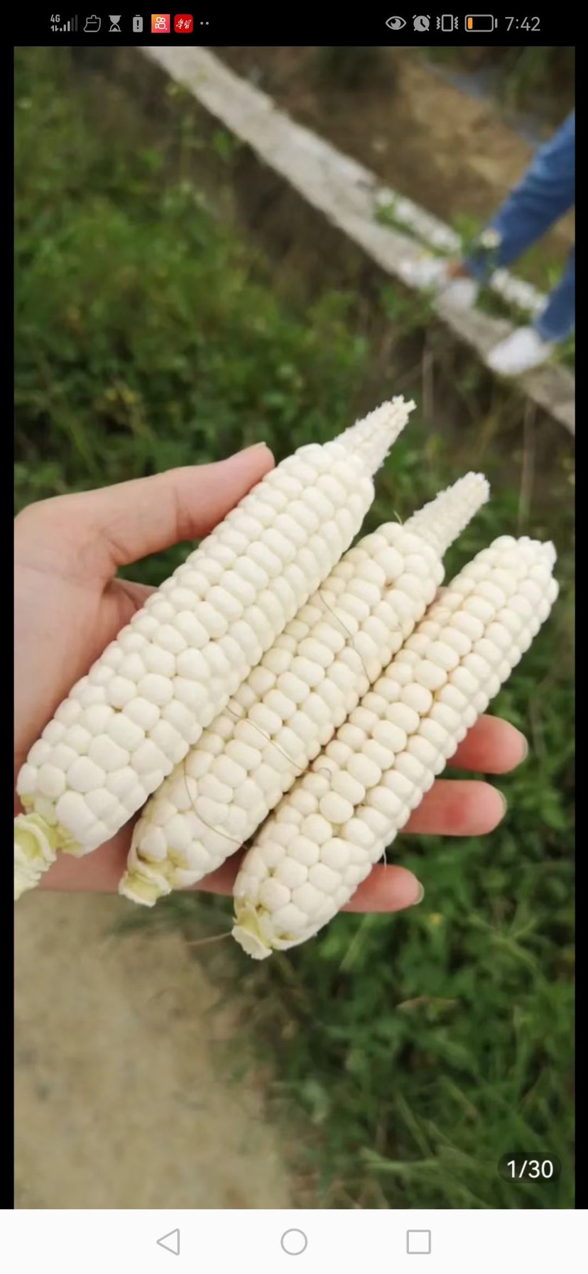  拇指糯玉米（熟）好吃到想哭