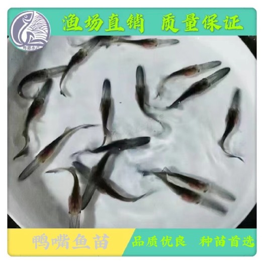 博罗县鱼苗  鸭嘴鱼苗