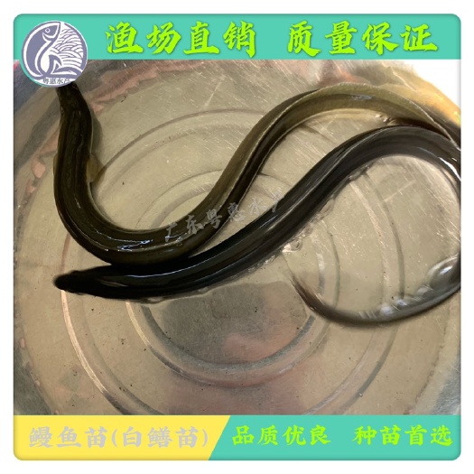 博罗县鳗鱼苗  鱼苗  鳗鱼  白鳝鱼苗批发