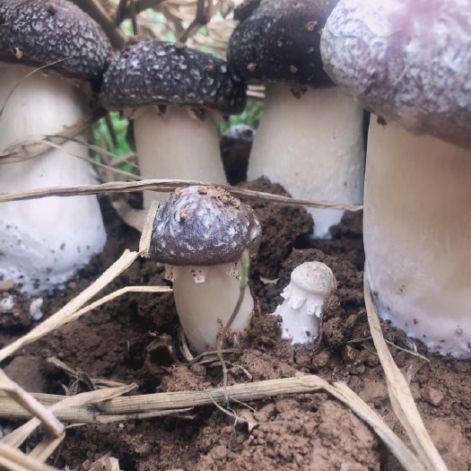 安顺赤松茸 半野生半种植新鲜红松茸