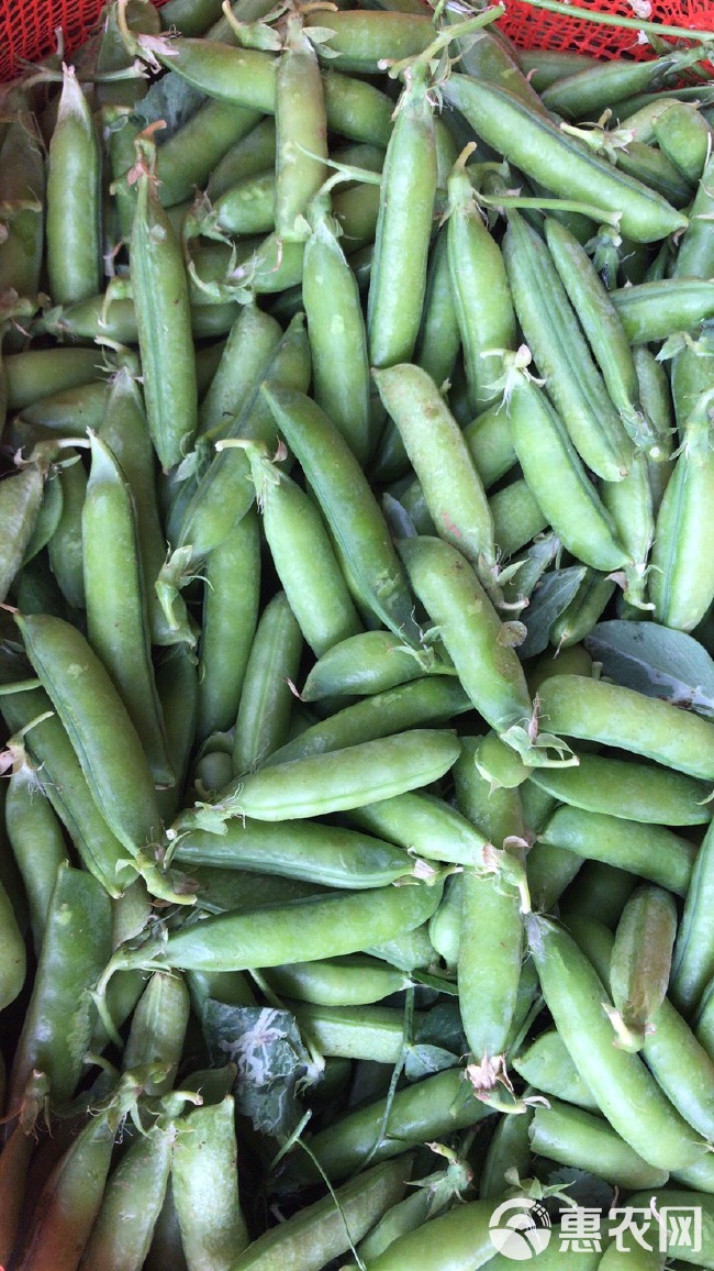 襄阳市襄州区万亩豌豆基地豌豆荚 豌豆大量上市