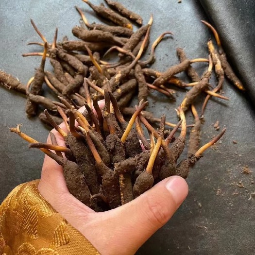 雅江县甘孜虫草 冬虫夏草￼