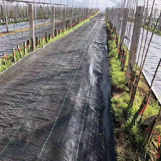 寿光市防草布 园艺地步