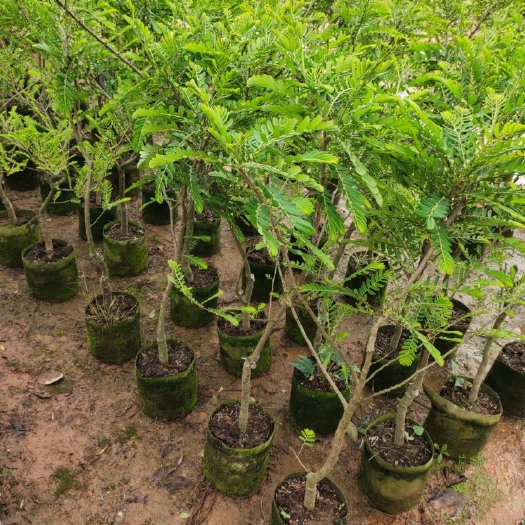 灵山县余甘果苗 余甘果
