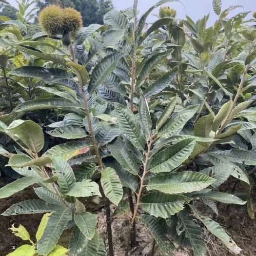 灵山县板栗树苗 板栗苗